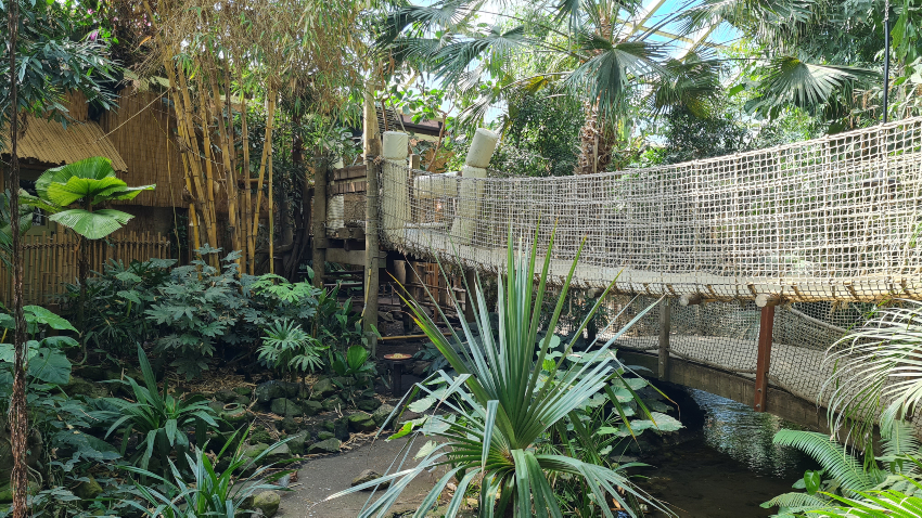 Touwbrug in Jungle Dome Center Parcs